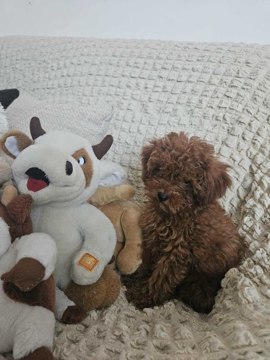 Продавам кучета той Пудел Малки, игриви и здрави