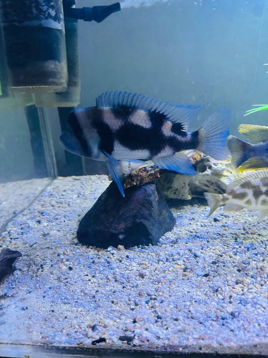 Продается пара франтоза black widow