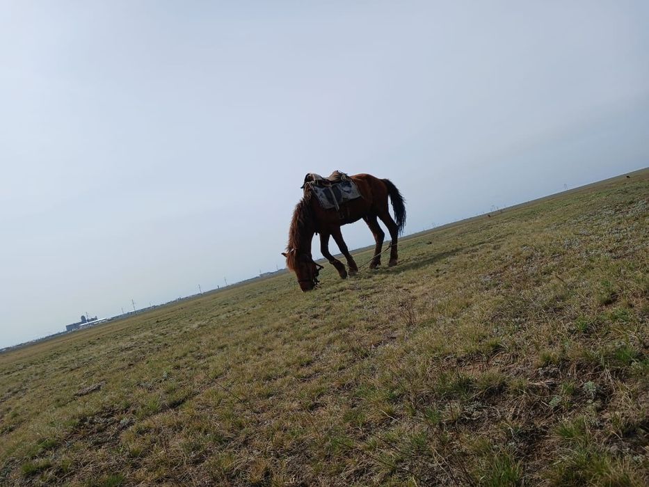 Айғыр сатылады жуас