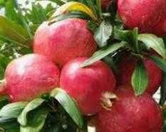 Мевали дарахт кучатлари - Саженцы плодовых деревьев