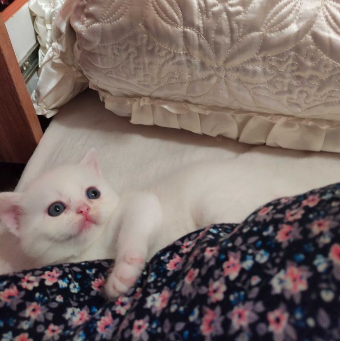 Продается шикарный белоснежный котенок девочка