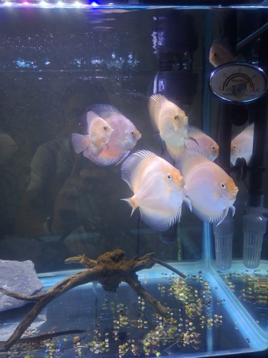 Аквариумистика аквариум