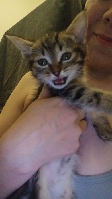 Котята  2 месяца