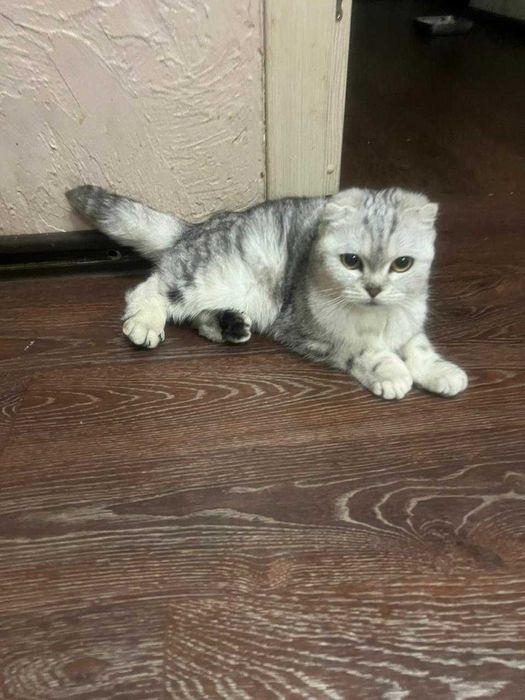 Молодая кошечка ищет дом!