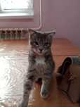 Вислоухий котенок