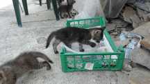 Подарявам малки котета