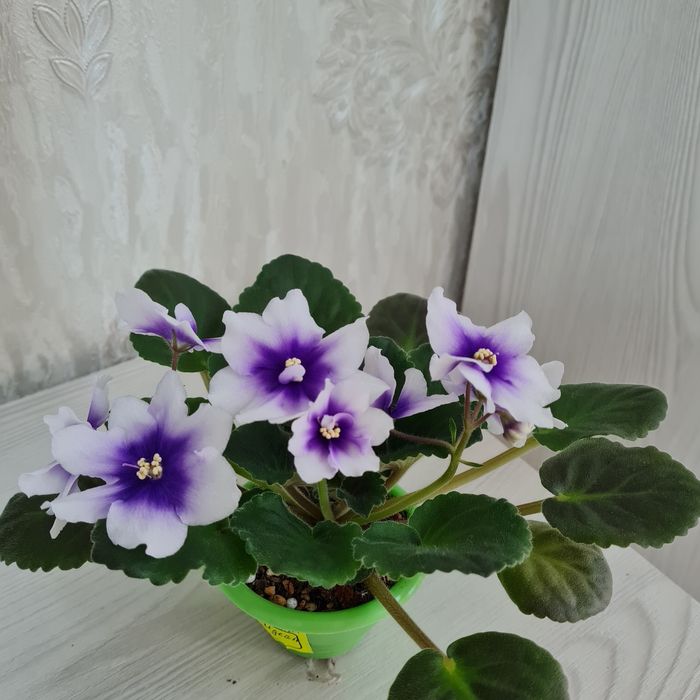 Продам взрослые сортовые фиалки