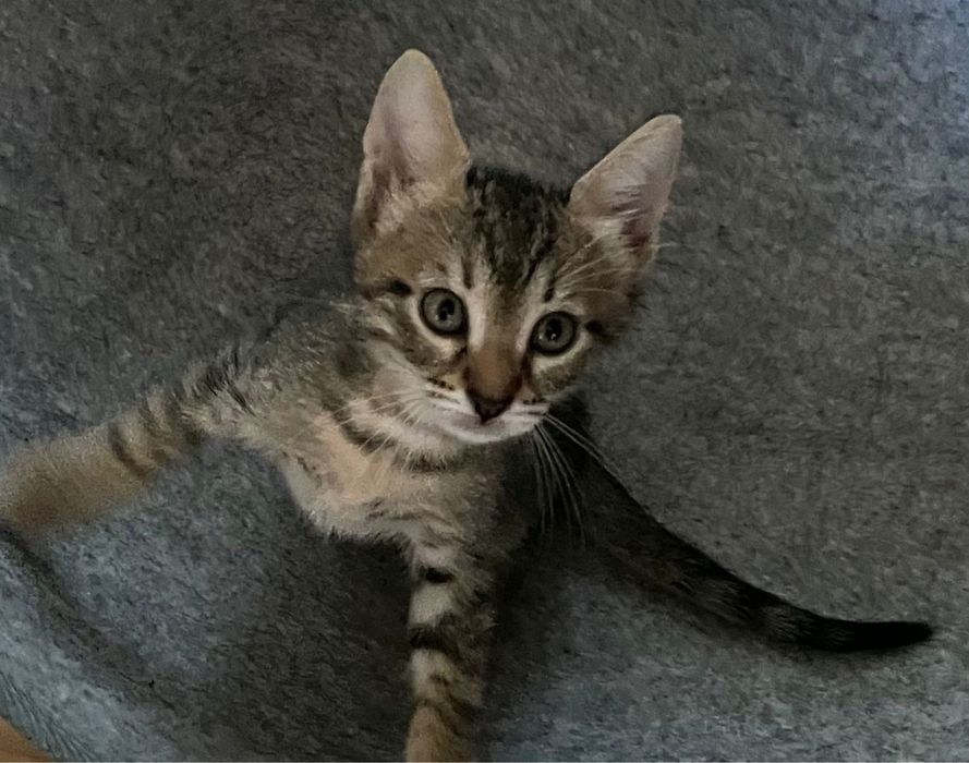 Donez pisica vargata