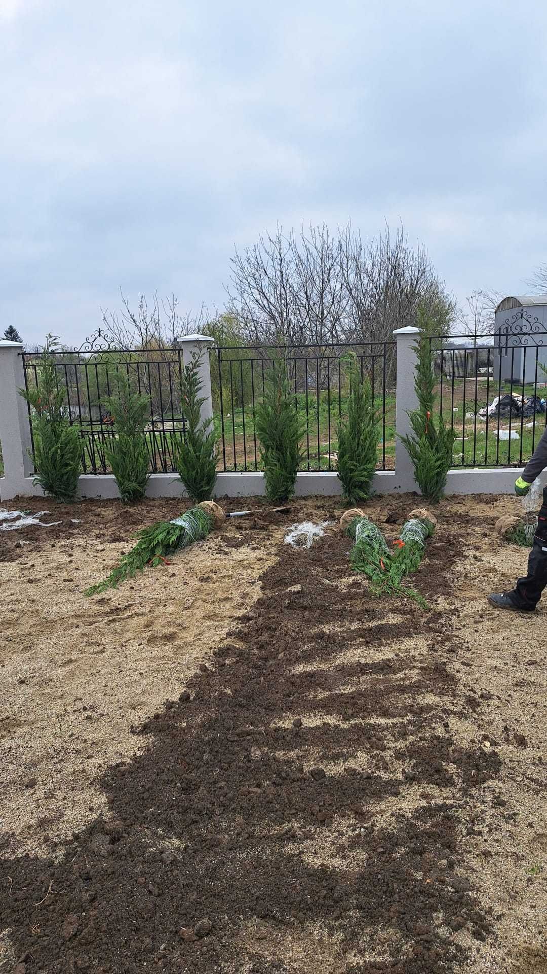 Gazon, magnolie, pon pon, bonsai, prunus, catalpa, Tuia.