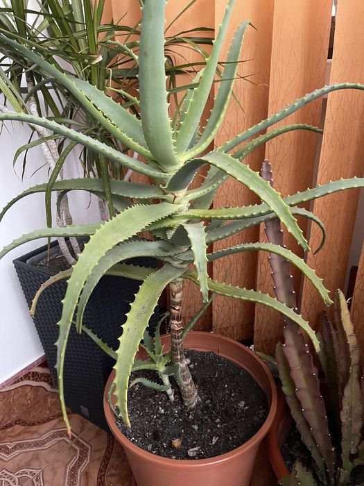 Aloe Vera planta