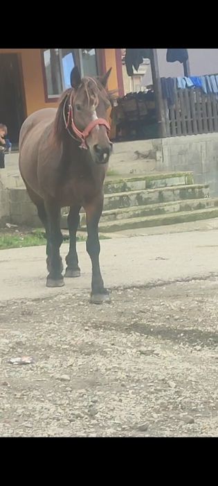 Vând  iapă de 8 ani