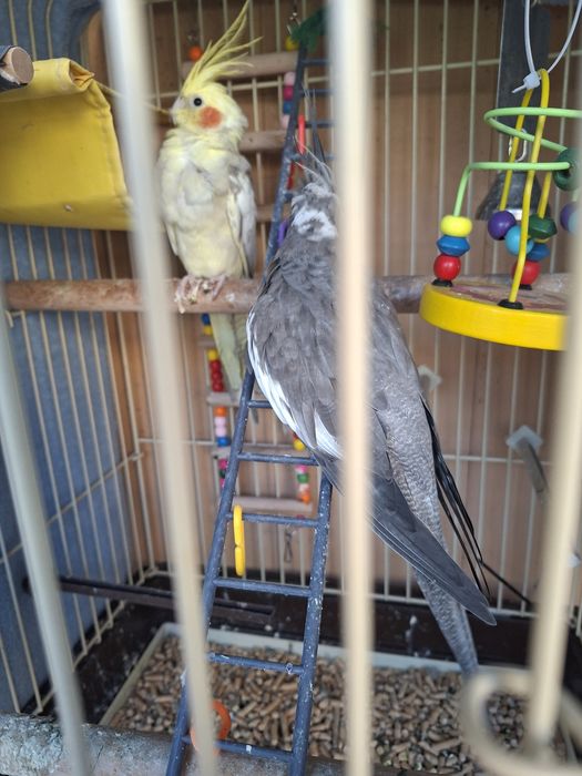 Vând papagali Nimfă mascul și femelă colivie și accesorii