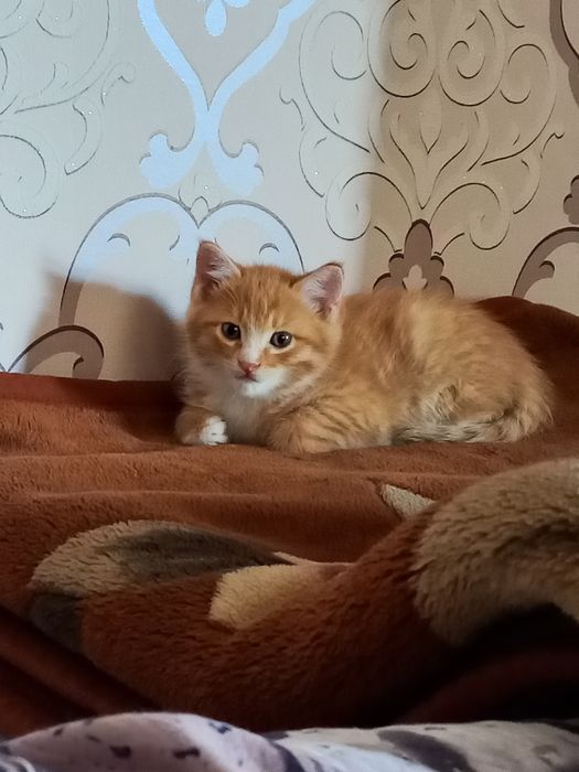 Продаётся котёнок