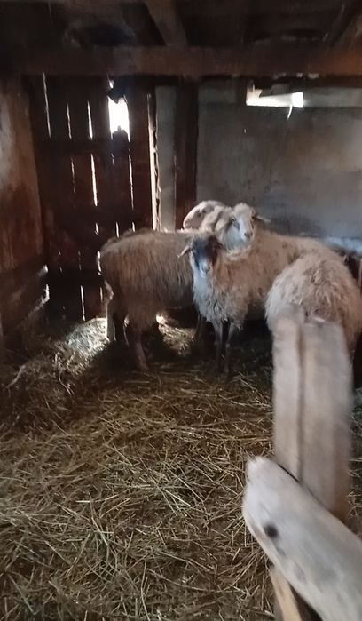 Продам 5 голов баран