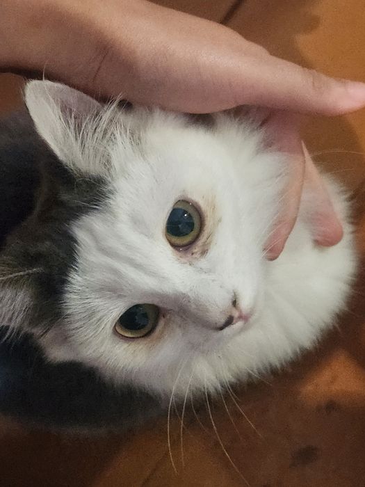 Отдам котенка мальчика бесплатно