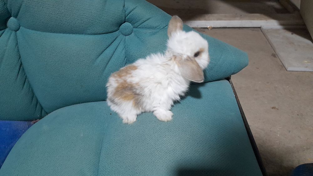 Продаётся декоративные карликовые кролики срочно