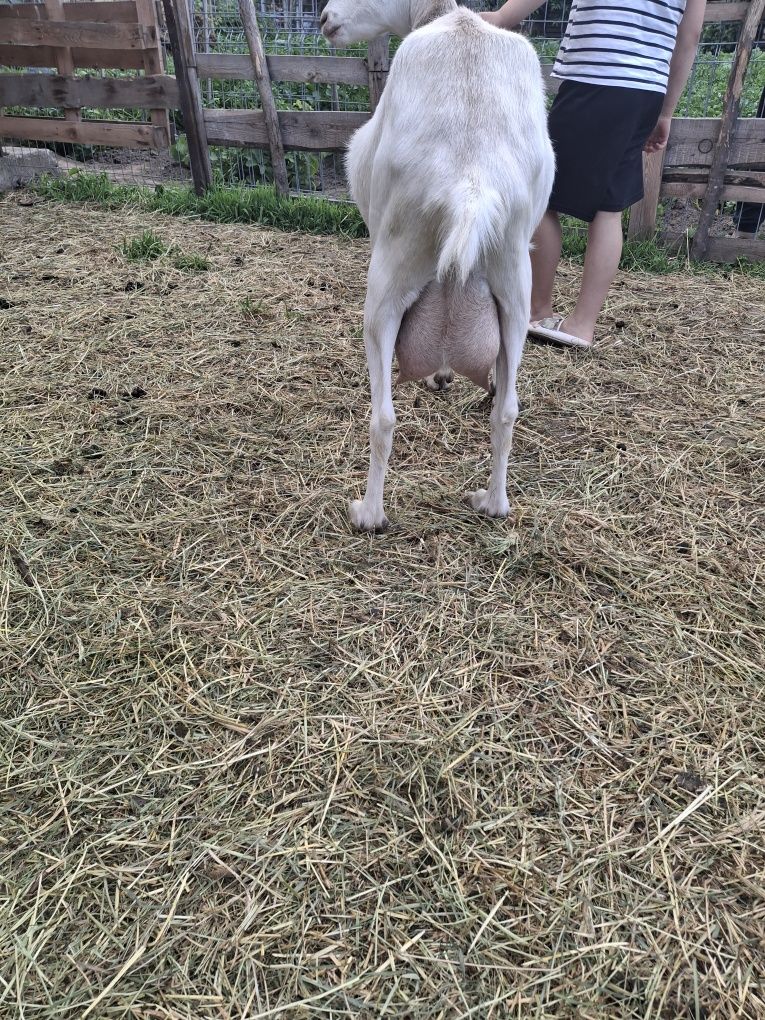 Capre sanenn  șut genetic