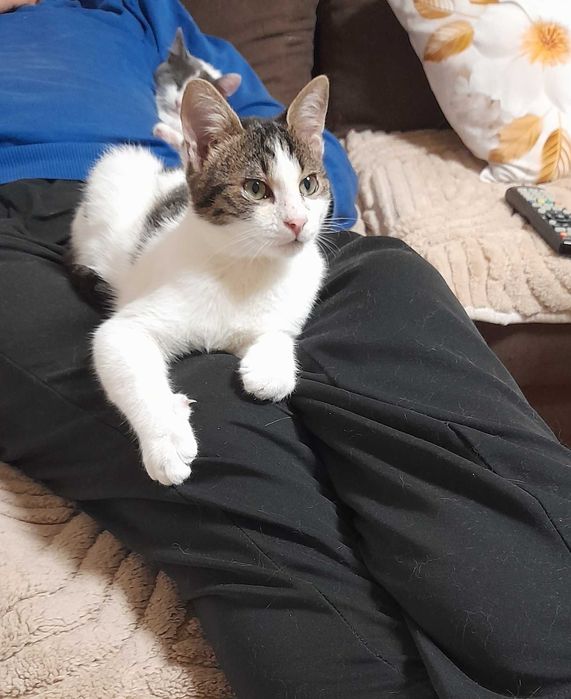 Мони търси дом и добри стопани!