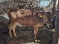 Vitel jersey jer