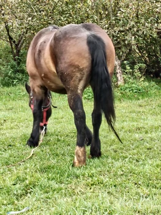 Vând sau schimb o mânza de 3 ani