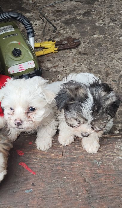 Donez 4 cățeluși de bichoni