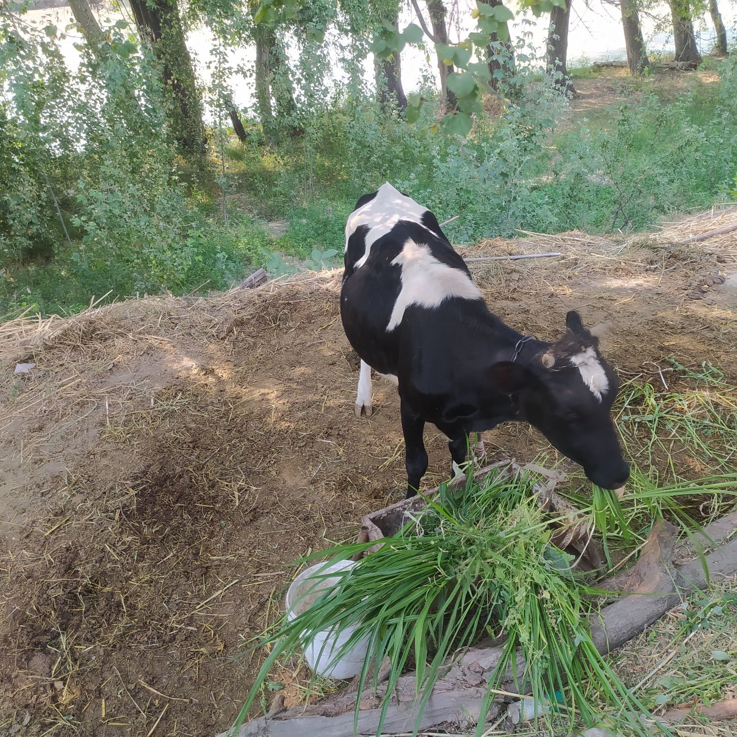 Sigir sotiladi parodali