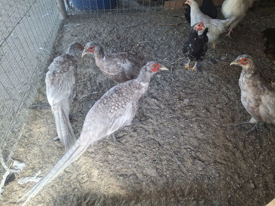 Vând sau schimb fazani comuni pe albastru