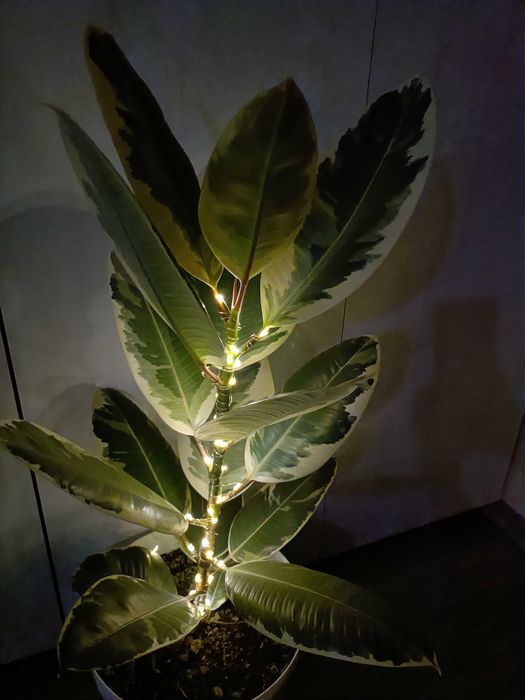 Ficus în degrade cu leduri luminoase