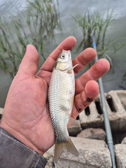 Puiet de cten din vara anului 2025