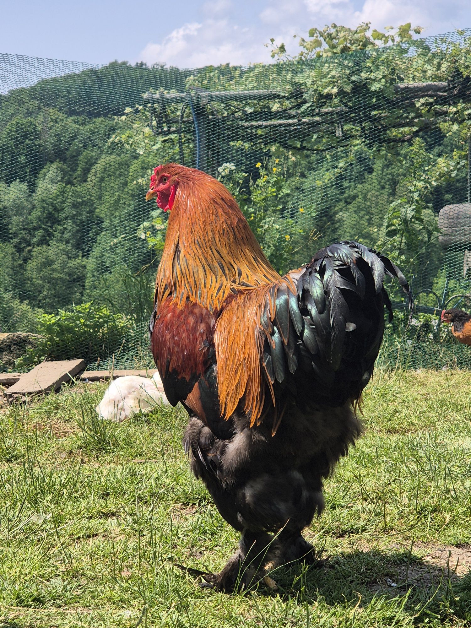 Oua Brahma Potârnichiu