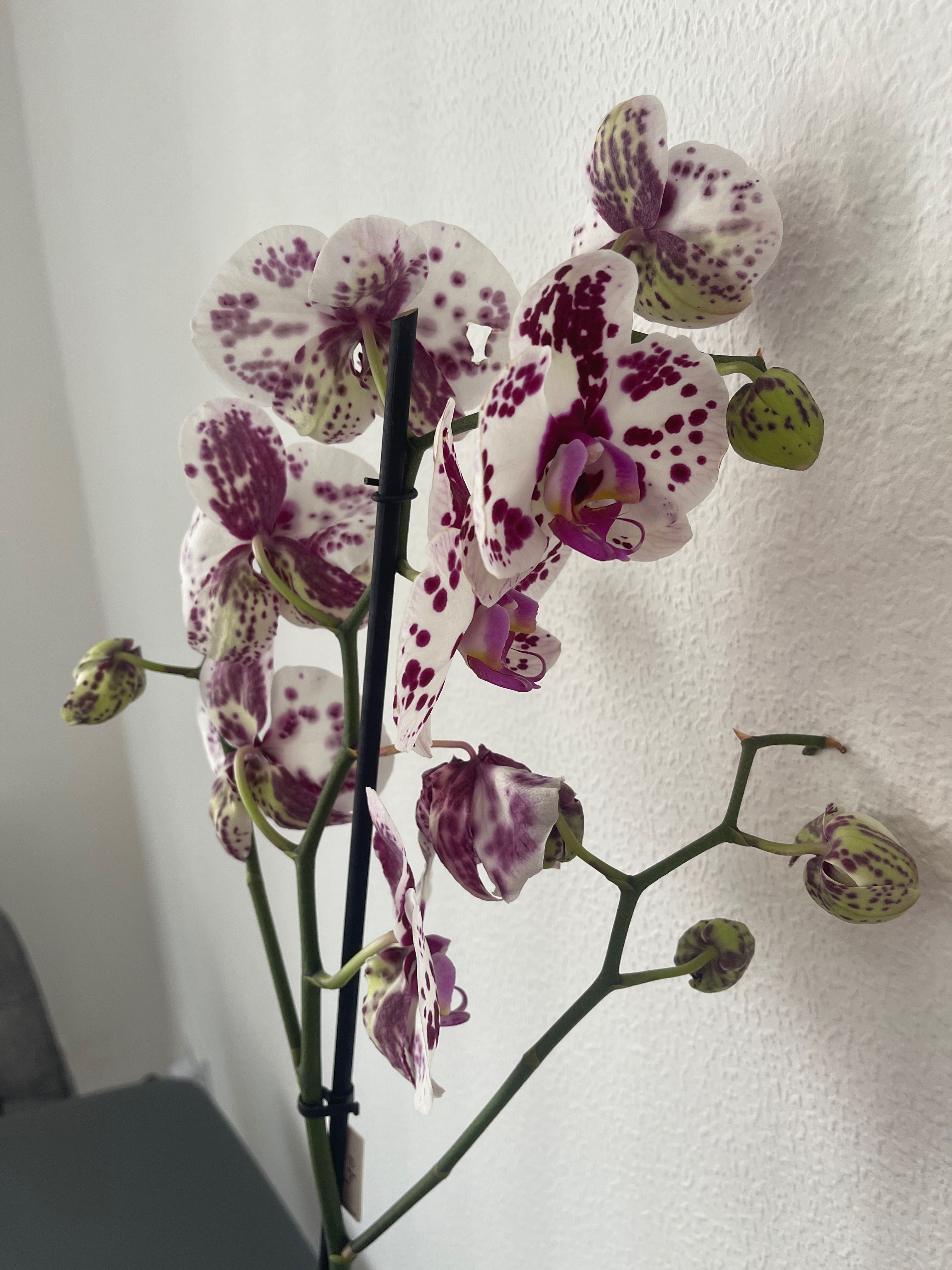 Живая орхидея фиолетовая