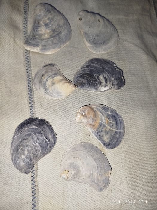 Ракушки натуральные