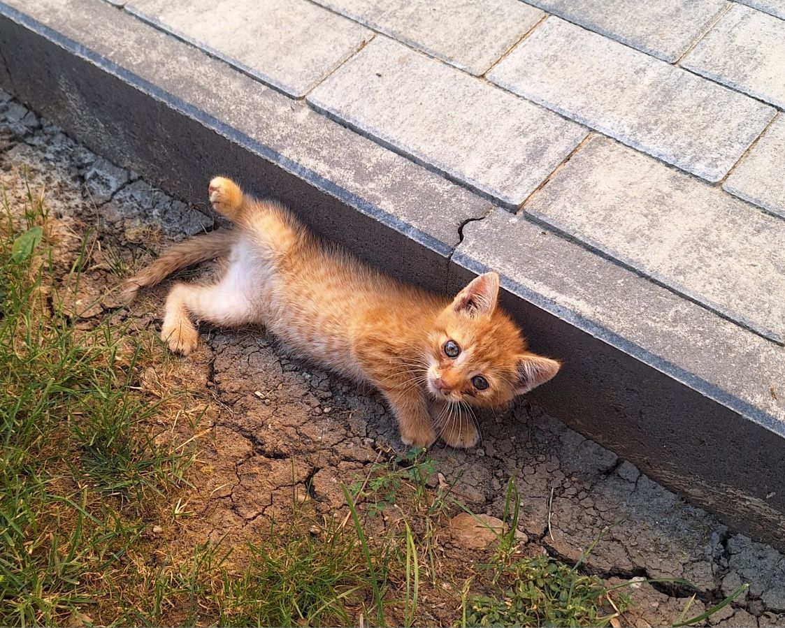 Se da spre adopție un pui de pisica portocalie .