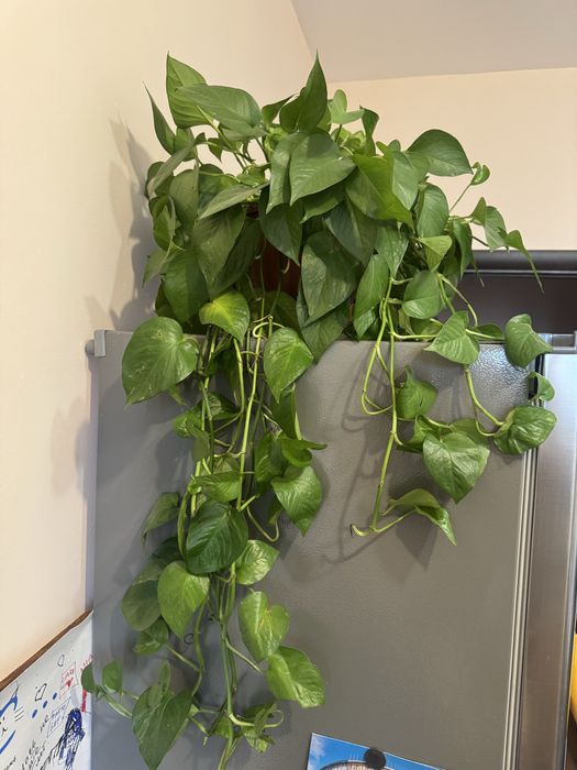 Эпипремнум лиана