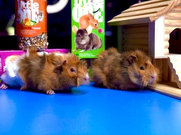 Морские свинки в "Живом Уголке" в Таугуле