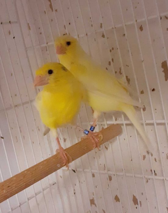 Canari Malinois-Waterslager