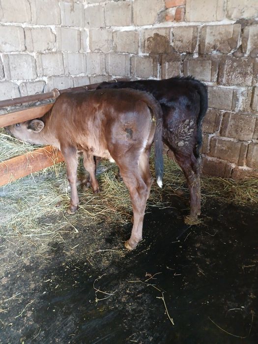 Vând vitea si tauras angus