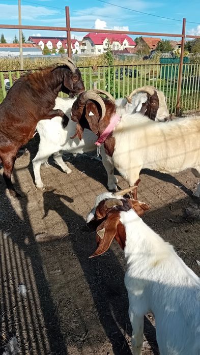 Tapi capre Iezi și iedute din rasa Boer Boier