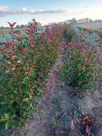 Plante pentru crearea unui gard viu photinia Red Robin