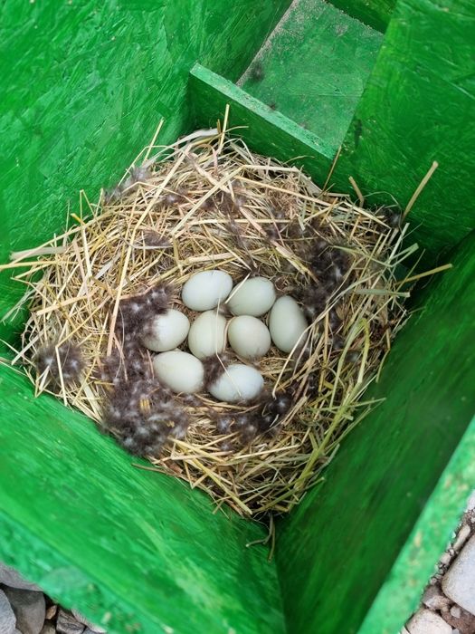 Cuibare rațe sălbatice