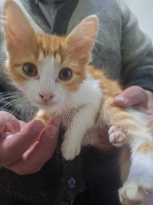 Пухени котенца подарявам