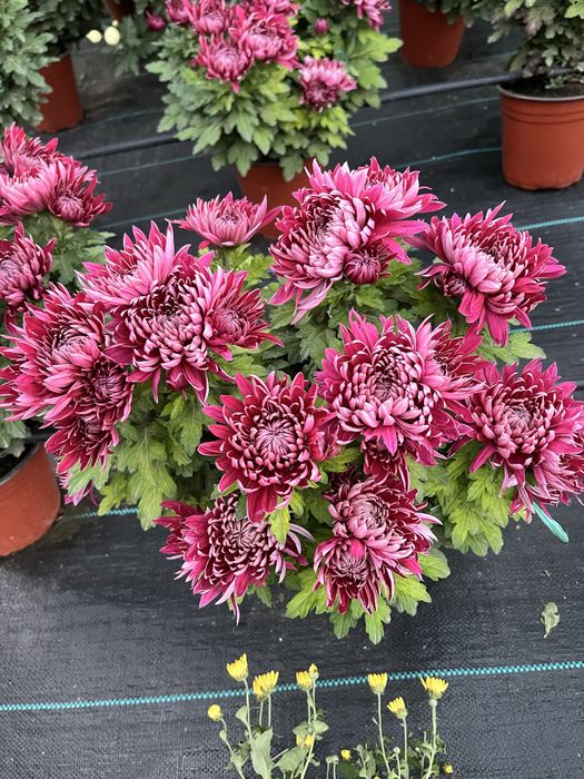 Crizanteme en gross .Comuna Unirea,Dolj.15 lei bucata