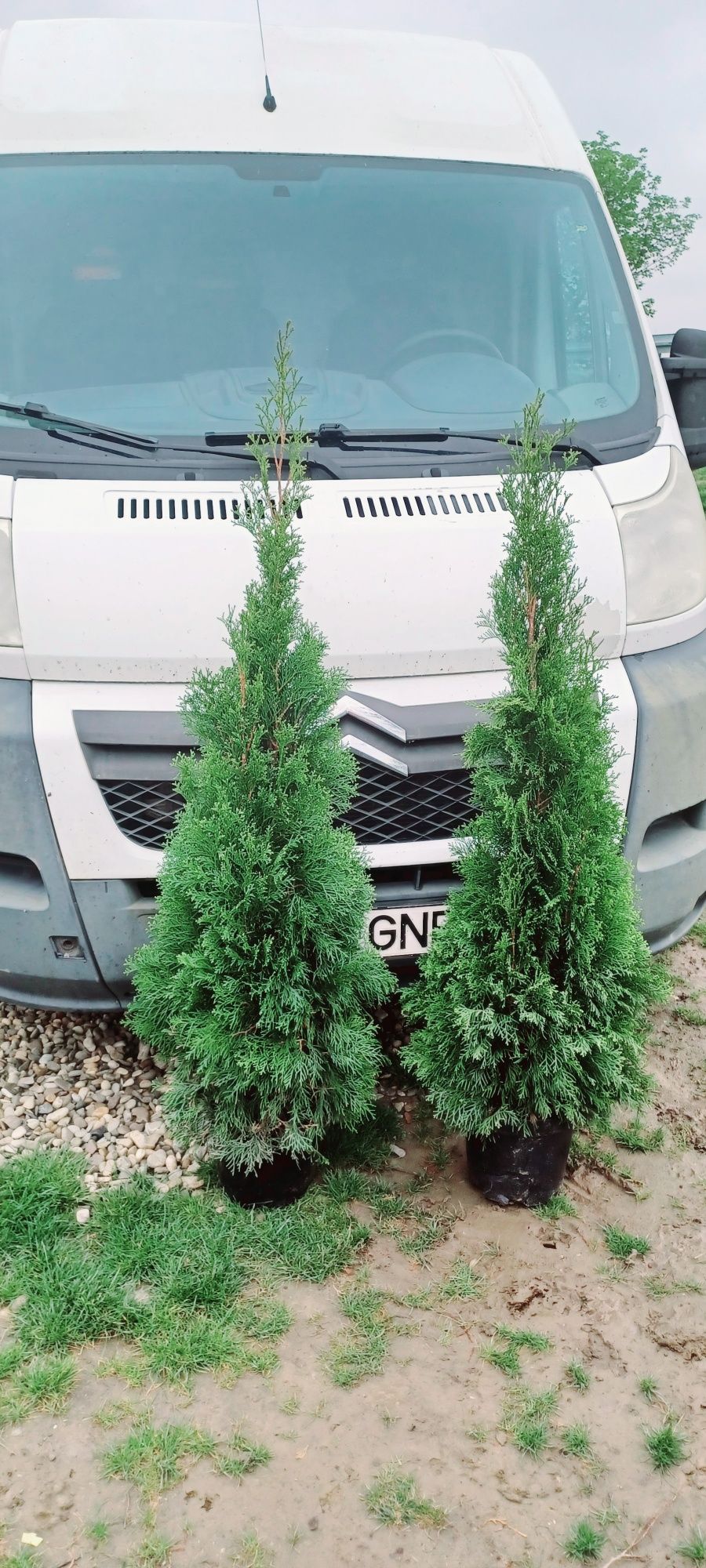 Tuia smaragd 120 cm 35 lei , plante decorative