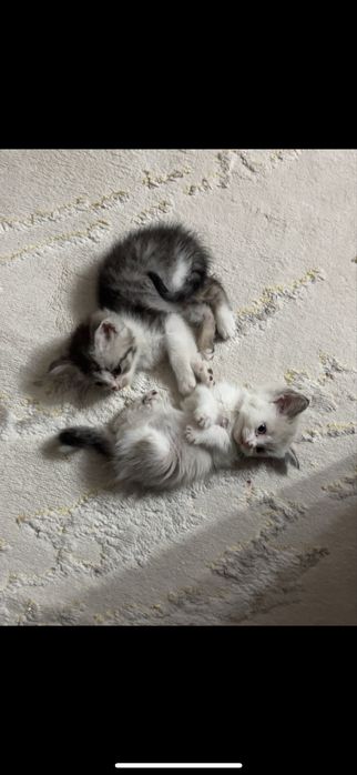 Отдам кошек в добрые рукии