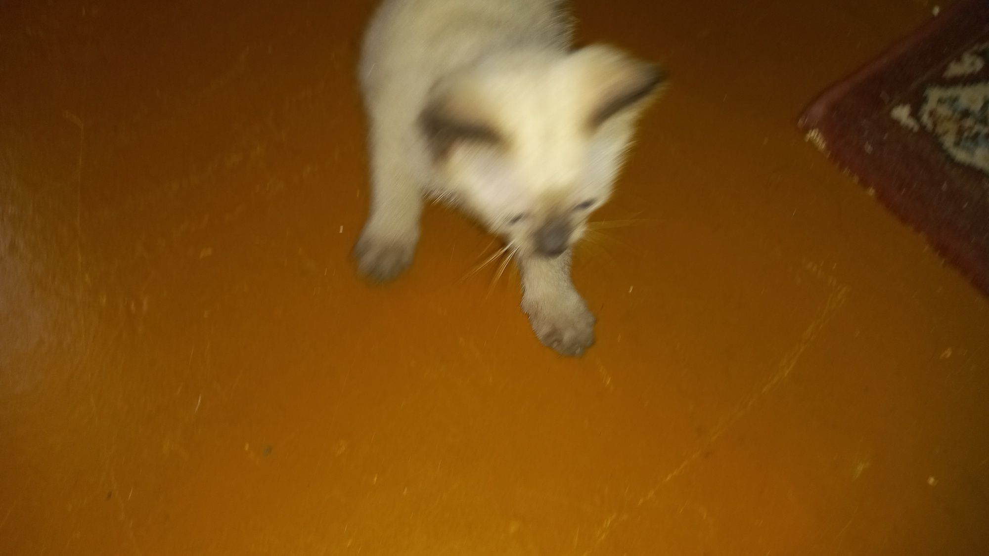 Пародистые котята чисто сиамские