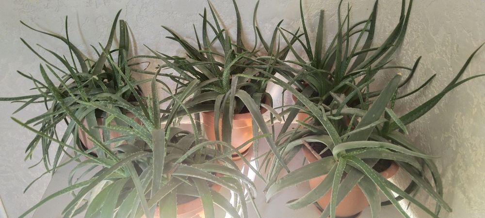 Алоэ лечебное ,10 летние по 11000 ТГ.