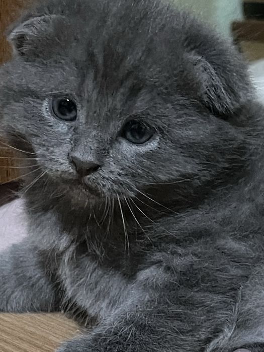 Срочно Продаются котята породистые, к лотку приучены и кушают все