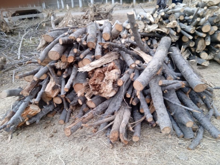 Utin, bir labosi 100$