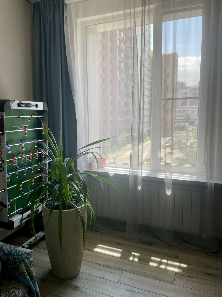 панданус (Pandanus)  Комнатное растение