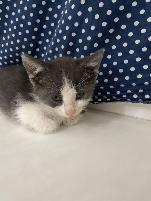 Отдаю котенка в добрые руки